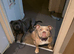 Beautiful female merle pocket bully