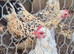 Booted Bantams 4 female + 1 male