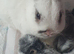 SOLD Beautiful Netherland Dwarf Buns Born 29th January