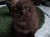 Pure pedigree bsh GCCF reg kittens