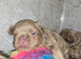 KC Fluffy French Bulldog Puppies