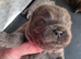 STUNNING CHOW CHOW PUPPIES
