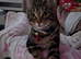 Bengal cross female