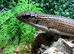 Sudan Plated at Birmingham Reptiles
