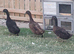 Indian runner ducks/ 1 khaki Campbell duck