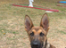 6 1/2 Month male puppy