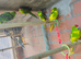 Kakarikis for sale