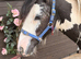 Cob gelding