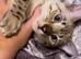 Last female left blue eyes bengal