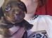 Dachshund X Puppies
