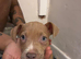 Puppy staffy mixed with Belgium Malinios