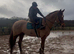 Stunning Warmblood Mare