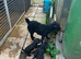 Patterdale x Bedlington