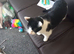 2 adorable cats