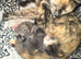 5 beautiful kittens