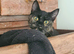 Female cat looking for Dog free home