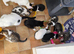Beautiful kittens for sale looking for foreverr loving homes