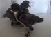 Black mottled Barbu D'uccle x 3 pairs available