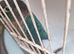 Turquoise violet greencheeked conures