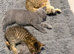 Beautiful British Shorthair Cross Male Kitten Looking for a Loving Home