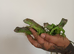 Only 4 left iguana