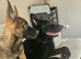 German sheperd x belgium mallinois (10 weeks)