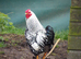 Silver laced Wyandotte bantam cockerel