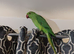 Indian Ringneck Parakeets – 4 Months Old