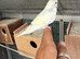 Co-parented baby budgie