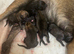8 Belgian malinois cross whippet puppies for sale