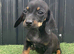 2 beautiful dachshund puppies ready for new homes!!!