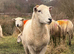Easy care ram yearling