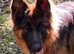 KC Reg show line long haired German Shepherds