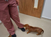 Lovely dachshund dapple boy