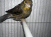 Young male