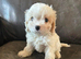 Cavachon pups ready now boys only