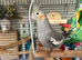 Male semi tame cockatiel