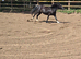 Classy looking section c black filly