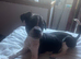 Staffy cross frenchie