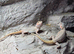 Baby bearded dragons