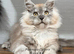 TICA registered Maine coon kittens READY NOW
