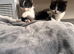 Boy kitten