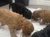 Cavapoo puppies for sale