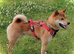 Red Sesame Shiba Inu for Stud service.