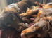 3 Beautiful cocker spaniel male puppy’s.