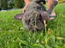 Loving frenchie 3 in september