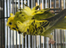 Helicopter budgie pair