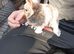 Baby rabbits