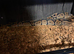 Royal python male 3 years old normal