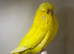 Aviary clearance